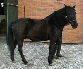 Oto Sokół